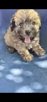 Toby , a male Poodle - Miniature  for sale in Selma, CA – 1 of 4