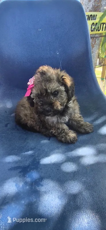 Baby Luna – Poodle - Miniature  puppy for sale in Selma, CA