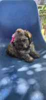 Baby Luna, a female Poodle - Miniature  for sale in Selma, CA – 1 of 4