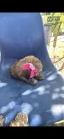 Baby Luna, a female Poodle - Miniature  for sale in Selma, CA – 3 of 4