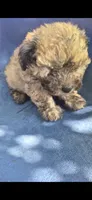 Toby , a male Poodle - Miniature  for sale in Selma, CA – 3 of 4
