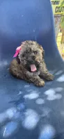 Baby Luna, a female Poodle - Miniature  for sale in Selma, CA – 2 of 4