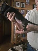 Bossy, a male Dachshund for sale in Auburn, AL – 2 of 2