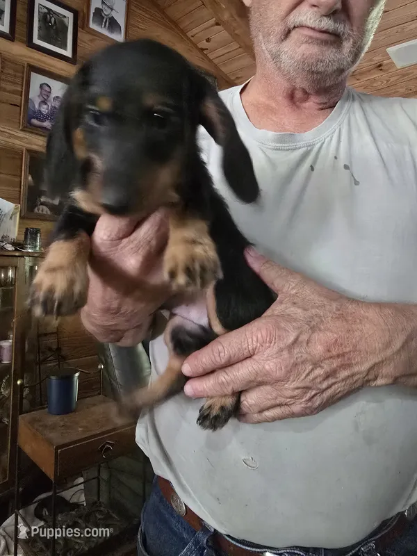 Bossy – Dachshund puppy for sale in Auburn, AL