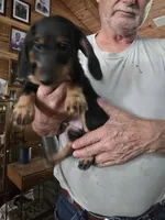 Bossy, a male Dachshund for sale in Auburn, AL – 1 of 2