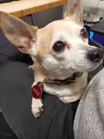 Test, a male Chihuahua for sale in Iron Mountain, MI – Photo 2 of 2