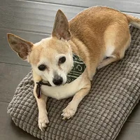 Test, a male Chihuahua for sale in Iron Mountain, MI – Photo 1 of 2