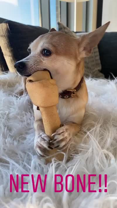 Test, a male Chihuahua for sale in Supai, AZ – 3 of 3