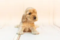 Cute Puppy Test, a male Chihuahua for sale in Iron Mountain, MI – Photo 2 of 8