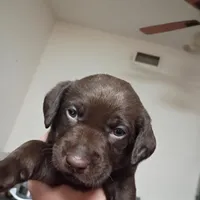 Cyclops , a male Labrador Retriever for sale in Canyon Country, CA – Photo 2 of 10