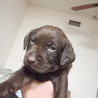 Cyclops , a male Labrador Retriever for sale in Canyon Country, CA – Photo 1 of 10