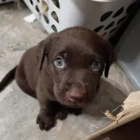 Cyclops , a male Labrador Retriever for sale in Canyon Country, CA – Photo 5 of 10