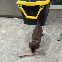 Cyclops , a male Labrador Retriever for sale in Canyon Country, CA – Photo 7 of 10