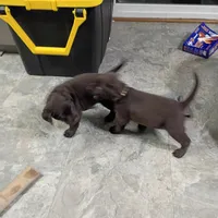 Cyclops , a male Labrador Retriever for sale in Canyon Country, CA – Photo 9 of 10