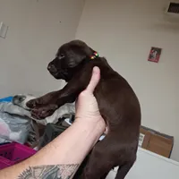 Cyclops , a male Labrador Retriever for sale in Canyon Country, CA – Photo 6 of 10