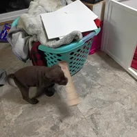 Cyclops , a male Labrador Retriever for sale in Canyon Country, CA – Photo 8 of 10