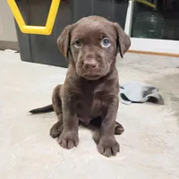 Cyclops , a male Labrador Retriever for sale in Canyon Country, CA – Photo 4 of 10