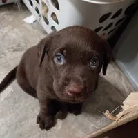 Gambit, a male Labrador Retriever for sale in Canyon Country, CA – Photo 5 of 5