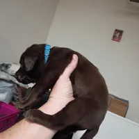 Gambit, a male Labrador Retriever for sale in Canyon Country, CA – Photo 3 of 5