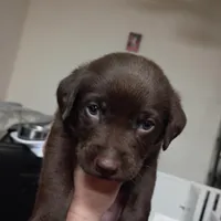 Gambit, a male Labrador Retriever for sale in Canyon Country, CA – Photo 1 of 5