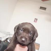 Colossus, a male Labrador Retriever for sale in Canyon Country, CA – Photo 1 of 2