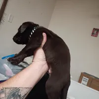 Colossus, a male Labrador Retriever for sale in Canyon Country, CA – Photo 2 of 2