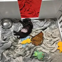 Rogue, a female Labrador Retriever for sale in Canyon Country, CA – Photo 7 of 7