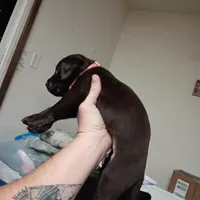 Rogue, a female Labrador Retriever for sale in Canyon Country, CA – Photo 3 of 7