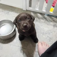 Rogue, a female Labrador Retriever for sale in Canyon Country, CA – Photo 2 of 7