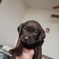 Rogue, a female Labrador Retriever for sale in Canyon Country, CA – Photo 1 of 7