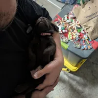 Rogue, a female Labrador Retriever for sale in Canyon Country, CA – Photo 4 of 7
