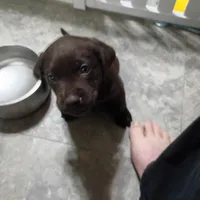 Rogue, a female Labrador Retriever for sale in Canyon Country, CA – Photo 6 of 7