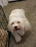 Macs, a male Maltipoo for sale in Athens, AL – Photo 1 of 2
