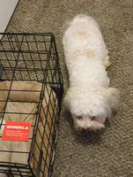 Macs, a male Maltipoo for sale in Athens, AL – Photo 2 of 2