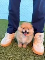 Profesor, a male Pomeranian for sale in Miami, FL – 1 of 4