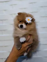 Bombon, a female Pomeranian for sale in Miami, FL – 3 of 5