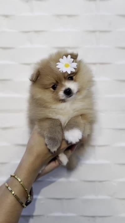 Bombon, a female Pomeranian for sale in Miami, FL – 5 of 5