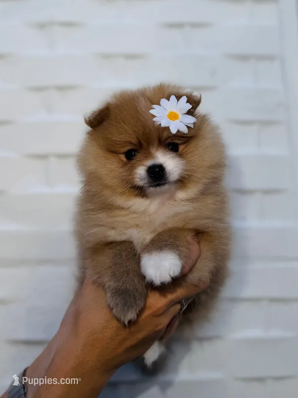 Bombon – Pomeranian puppy for sale in Miami, FL