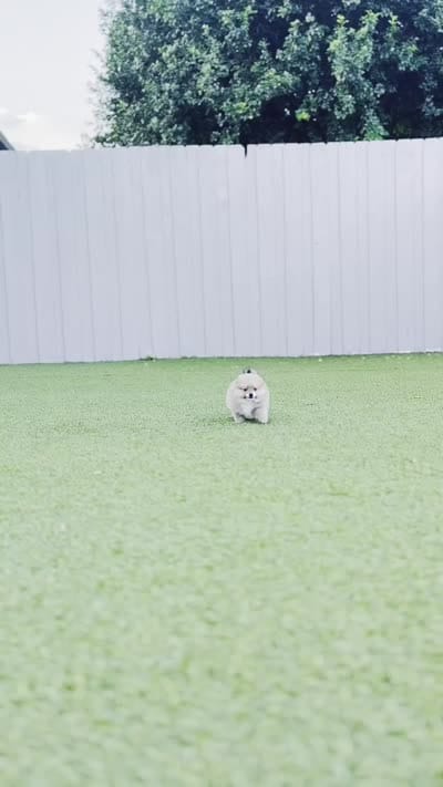 Profesor, a male Pomeranian for sale in Miami, FL – 4 of 4