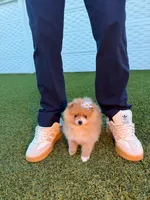 Bombon, a female Pomeranian for sale in Miami, FL – 2 of 5