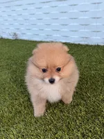 Profesor, a male Pomeranian for sale in Miami, FL – 2 of 4