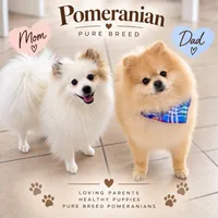 Profesor, a male Pomeranian for sale in Miami, FL – 3 of 4