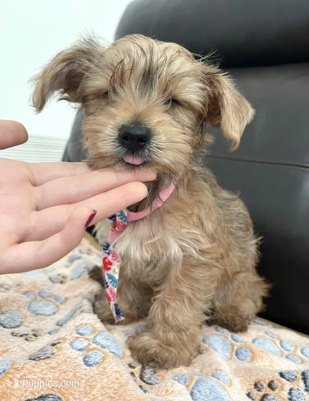 Carlos – Yorkshire Terrier puppy for sale in Miami, FL