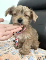 Carlos, a male Yorkshire Terrier for sale in Miami, FL – 1 of 1