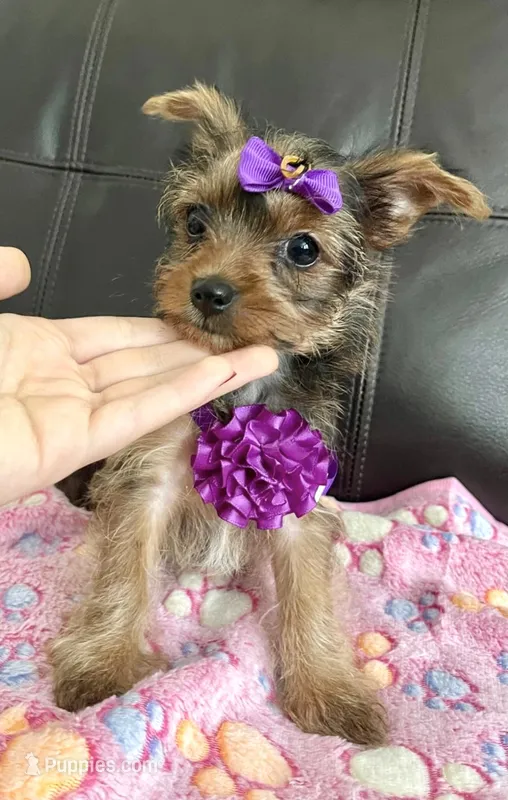 Olivia – Yorkshire Terrier puppy for sale in Miami, FL