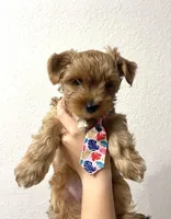 Peluche, a male Yorkshire Terrier for sale in Miami, FL – 1 of 1