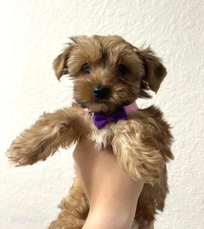 Oso – Yorkshire Terrier puppy for sale in Miami, FL