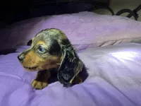Mini mocha , a male Miniature Dachshund for sale in Jacksonville, FL – 1 of 10