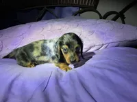 Mini mocha , a male Miniature Dachshund for sale in Jacksonville, FL – 7 of 10