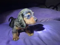 Mini mocha , a male Miniature Dachshund for sale in Jacksonville, FL – 2 of 10